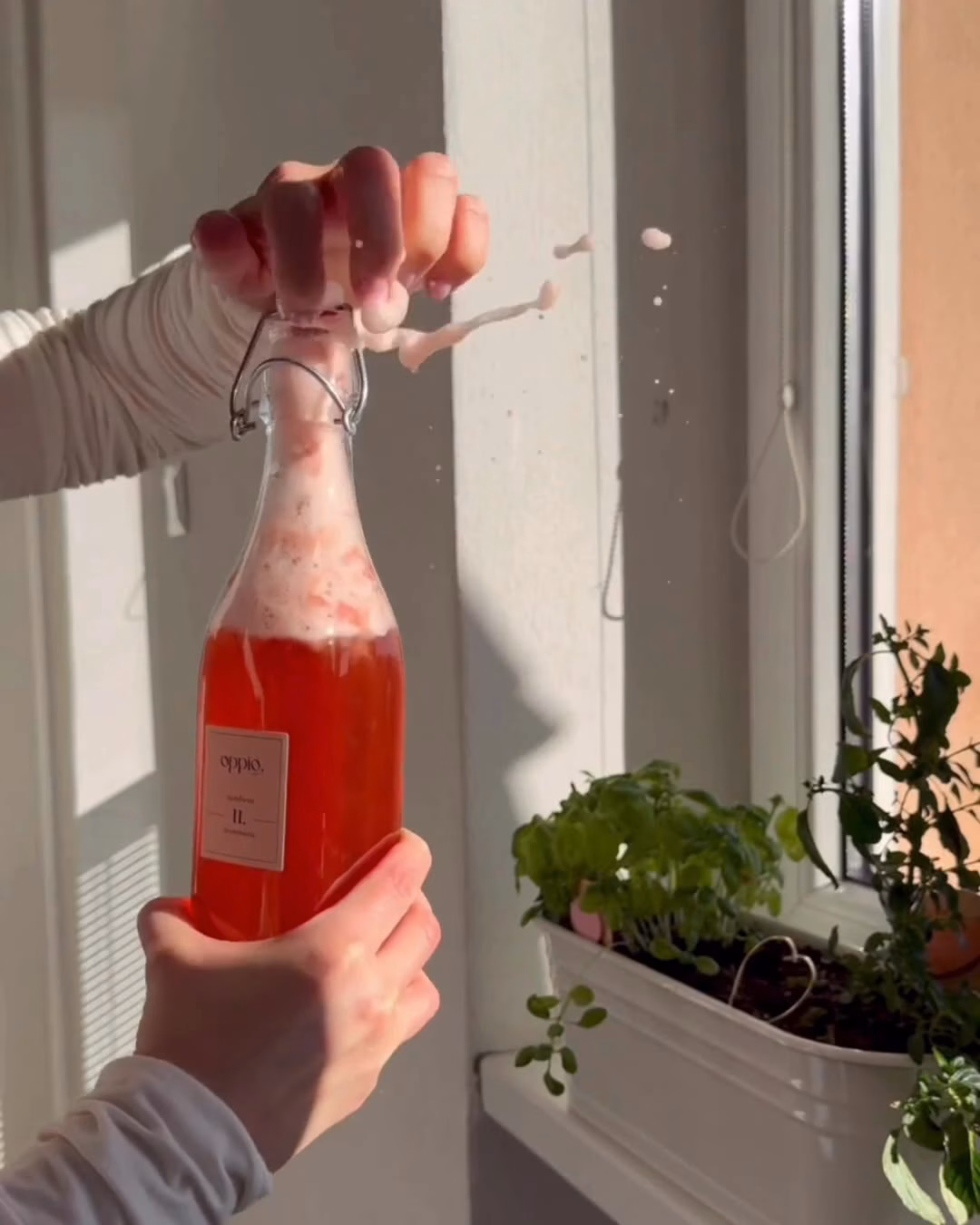 Domácí kombucha z kitu oppio. — otevřená láhev po druhé fermentaci